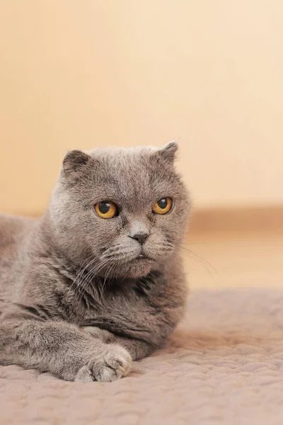 Vacker Grå Katt Vilar Matta Golvet Brittisk Katt Närbild Ett — Stockfoto