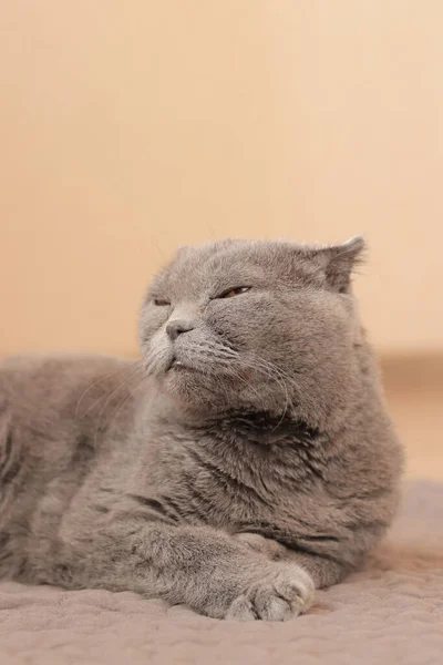 イギリスの猫がベッドに横たわっている ペット用品 猫は不快で その口笛のクローズアップで側面を見ています 灰色のピューレッドの猫がベッドで休んでいる コピースペース — ストック写真