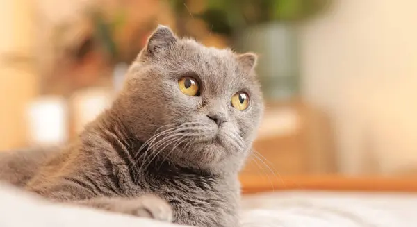 Primer Plano Cara Gato Raza Británica Gato Está Mirando Algo — Foto de Stock