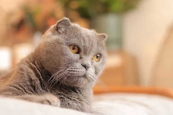 Close-up of a British breed cat\'s face. The cat is watching something. A gray purebred cat carefully looks somewhere. Pet