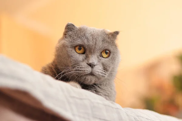 Gato Raza Británica Gato Gris Bozal Primer Plano Mascota Mira — Foto de Stock