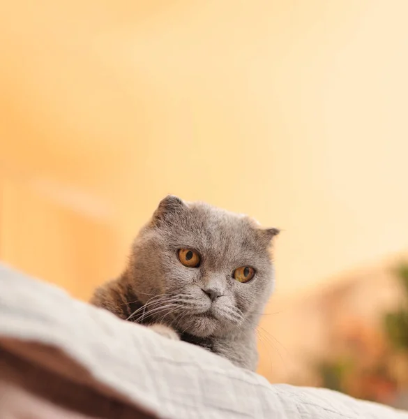 Gato Raza Británica Gato Gris Bozal Primer Plano Mascota Mira — Foto de Stock