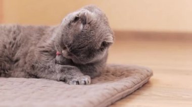 Bir İngiliz cins kedisi pençesinde tüylerini yalıyor. İngiliz kedisi yakın plan. İyi bakımlı bir evcil hayvan. Safkan bir evcil kedi kürküne bakar. Hijyen