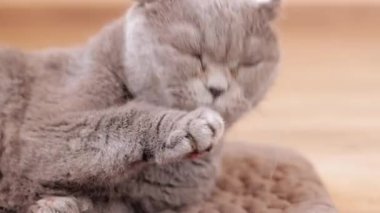 Bir İngiliz cins kedisi pençesinde tüylerini yalıyor. İngiliz kedisi yakın plan. İyi bakımlı bir evcil hayvan. Safkan bir evcil kedi kürküne bakar. Hijyen