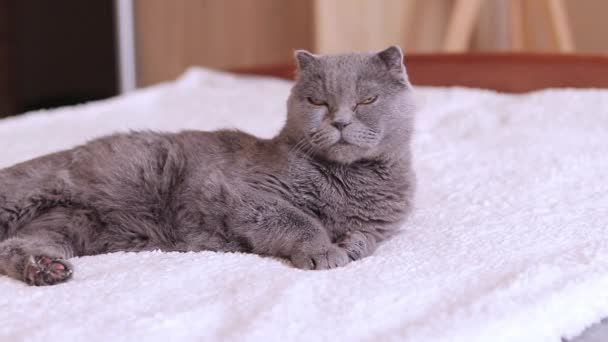 Vacker Grå Katt Vilar Sängen Brittisk Katt Närbild Ett Välvårdat — Stockvideo