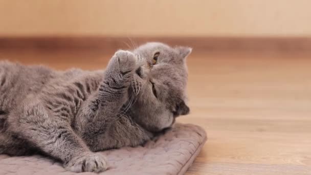 Brittisk Katt Slickar Sin Päls Tassen Brittisk Katt Närbild Välvårdat — Stockvideo