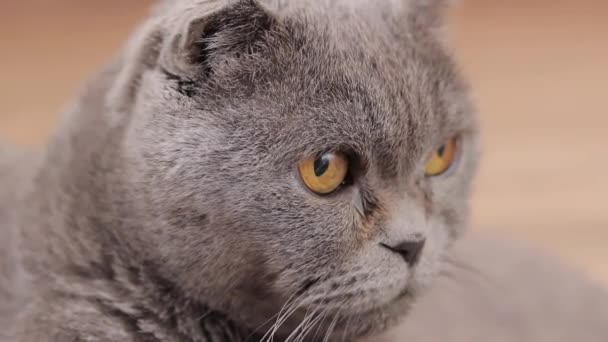 Bir Ngiliz Cins Kedinin Yüzüne Yakın Çekim Kedi Bir Şey — Stok video