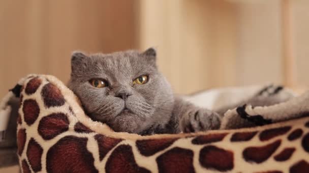고양이는 그녀의 침대에 누워있다 동물을위한 고양이는 카메라를 머즐의 클로즈업 순수한 — 비디오