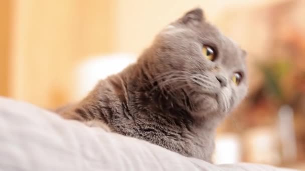 Närbild Brittisk Ras Katt Ansikte Katten Tittar Nåt Grå Renrasig — Stockvideo
