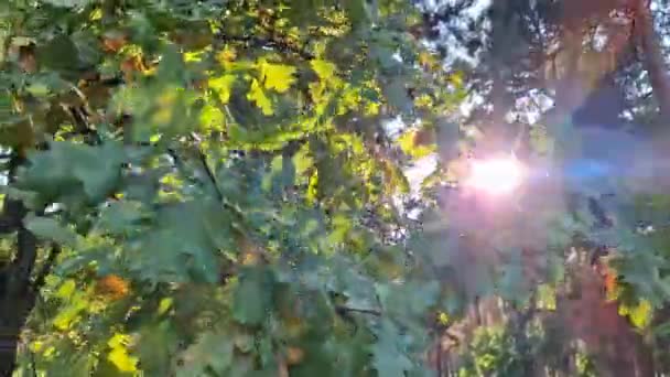 Осіннє Листя Дуба Природний Фон Ліс Восени Промені Заходу Сонця — стокове відео