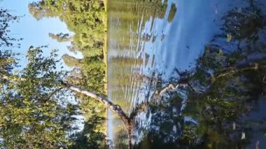 Ağaç gövdesi suya, göle. Güzel renkli bir göl veya nehir manzarası ve karşı kıyısı. Doğa. Huş ağacı suyun üzerine eğildi.