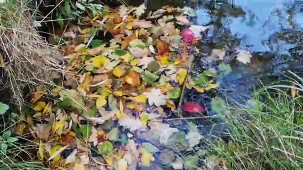 Sonbaharda Göl Kıyıya Yakın Sularda Düşen Sarı Yapraklar Sonbahar Manzarası — Stok video