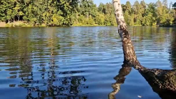 树干在水里 美丽的五彩缤纷的湖水风景与对岸 — 图库视频影像