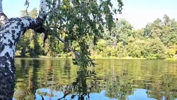 树干在水里 美丽的五彩缤纷的湖水风景与对岸 大自然 那棵桦树弯腰在水面上 — 图库视频影像