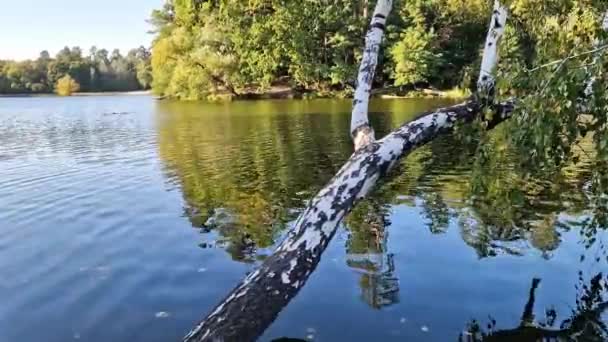 Un tronc de bouleau dans l'eau, lac. Beau paysage coloré d'un lac ou d'une rivière et la rive opposée. La nature. Le bouleau penché sur l'eau