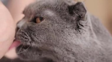 Bir İngiliz kedisi ısırmaya çalışırken bir insanın elini yalıyor. Zararlı karakterli bir evcil hayvan. Bir kedinin ağızlık yakın çekim. İngiliz kısa hava gri kedisi