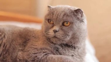 Gri kedi yatakta dinleniyor. İngiliz kedisi yakın plan. Kanepede bakımlı bir evcil hayvan yatıyor. Sıcak bir atmosferde yaşlı İngiliz kedisi