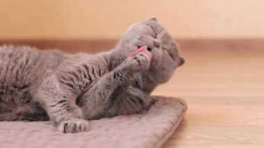 Bir İngiliz cins kedisi pençesinde tüylerini yalıyor. İngiliz kedisi yakın plan. İyi bakımlı bir evcil hayvan. Safkan bir evcil kedi kürküne bakar. Hijyen