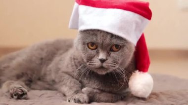 İngiliz kedisi yeni yılı ya da Noel 'i kutlamaya hazırlanıyor. Gri safkan kedi ve yeni yılın kırmızı şapkası. Evcil hayvan tatil için hazır.