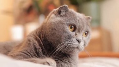 Bir İngiliz cins kedinin yüzüne yakın çekim. Kedi bir şey izliyor. Gri safkan bir kedi dikkatle bir yerlere bakar. Evcil hayvan