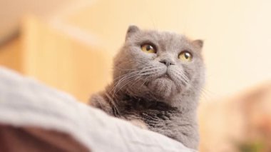 Bir İngiliz cins kedinin yüzüne yakın çekim. Kedi bir şey izliyor. Gri safkan bir kedi dikkatle bir yerlere bakar. Evcil hayvan