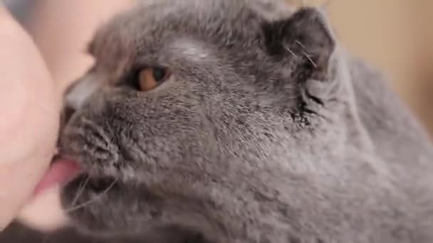 Gato Británico Lame Mano Una Persona Intentando Morder Una Mascota — Vídeo de stock