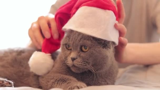 고양이는 크리스마스를 축하하기 준비하고 있습니다 고양이와 새해의 동물은 준비가되어 있습니다 — 비디오