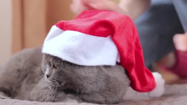 英国的猫正准备庆祝新年或圣诞节 灰白纯正的猫和新年的红帽 这只宠物已准备好过节了 — 图库视频影像