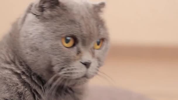 Close British Breed Cat Face Cat Watching Something Gray Purebred — Stock Video