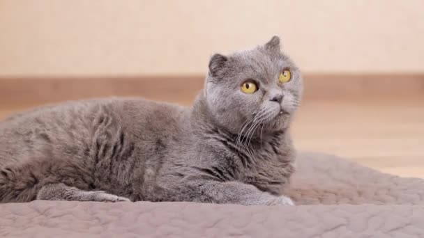 Γκρι Γάτα Αναπαύεται Ένα Χαλί Στο Πάτωμα Βρετανίδα Γάτα Από — Αρχείο Βίντεο