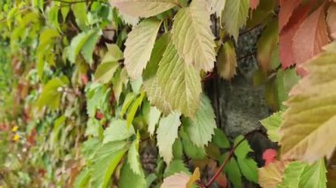 Beş yapraklı kız üzümü. Duvarında yeşil ve kırmızı yapraklar olan sonbahar sarmaşığı. Güzel sonbahar doğal renkleri. Doğada mevsim değişimi
