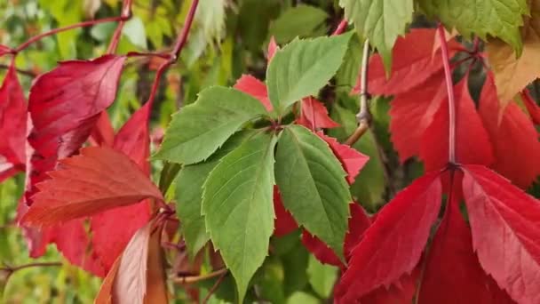 Κοριτσίστικο Σταφύλι Πέντε Φύλλα Φθινοπωρινή Κισσός Πράσινα Και Κόκκινα Φύλλα — Αρχείο Βίντεο