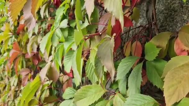 Dziewczęcy Winogronowy Pięcioliściasty Jesienny Bluszcz Zielonymi Zaczerwienionymi Liśćmi Ścianie Piękne — Wideo stockowe