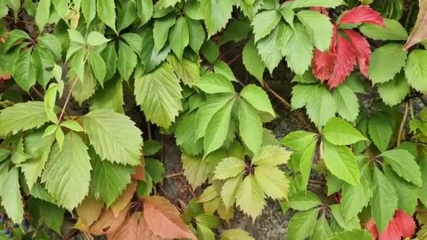 女の子のブドウの5つの葉 壁に緑と赤の葉を持つ秋のツタ 美しい秋の自然の色 自然界の季節の変化 — ストック動画