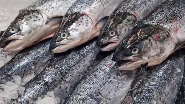 冷やしたサーモン 新鮮な魚は剃られた氷の上にあり 閉じ込められています 店内の冷蔵カウンターで魚を食べる スーパーマーケット シーフード — ストック動画