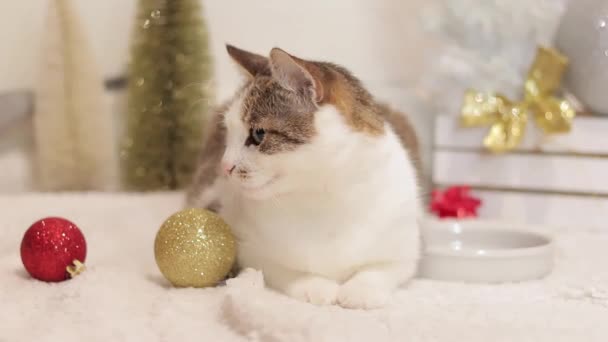 国内の猫と新年 クリスマス 白いカーペットの上にクリスマスの装飾の中の猫 居心地の良い雰囲気の中でペット 装飾的なクリスマスツリー クリスマスボール — ストック動画