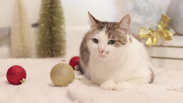 Domestic Cat New Year Christmas Cat Christmas Decor White Carpet — Stock Video