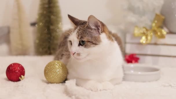 国内の猫と新年 クリスマス 白いカーペットの上にクリスマスの装飾の中の猫 居心地の良い雰囲気の中でペット 装飾的なクリスマスツリー クリスマスボール — ストック動画