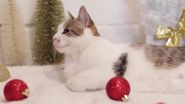 Домашній Кіт Новий Рік Або Різдво Кіт Серед Різдвяного Декору — стокове відео