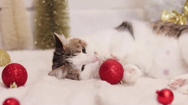 고양이와 크리스마스 카펫에 크리스마스 고양이 아늑한 분위기에서 크리스마스 트리와 크리스마스 — 비디오