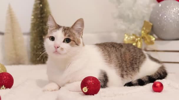 Hauskatze Und Neujahr Oder Weihnachten Katze Weihnachtsdekor Auf Einem Weißen — Stockvideo