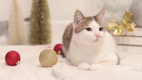 Εγχώρια Γάτα Και Πρωτοχρονιά Χριστούγεννα Γάτα Μεταξύ Των Χριστουγέννων Διακόσμηση — Αρχείο Βίντεο