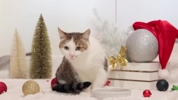 Huiskat Nieuwjaar Kerstmis Kat Tussen Kerstdecor Een Wit Tapijt Huisdier — Stockvideo