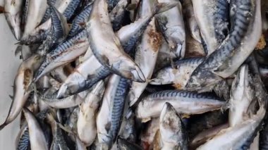 Atlantik uskumrusu, donmuş balık, yakın plan. Dükkandaki soğutmalı tezgahta balık. Süpermarket. Deniz ürünleri.
