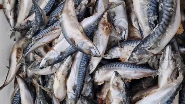 Sgombro Atlantico Pesce Congelato Primo Piano Pesce Bancone Refrigerato Negozio — Video Stock