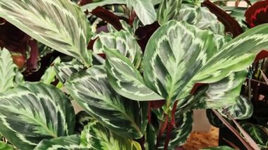 Calathea Madalyonu mağazada satışta. Muhteşem desenli yaprak renginde bir bitki. Büyük boyutta satılık saksı bitkisi, parlak yapraklar.