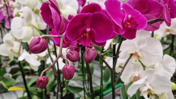 Φαλαινόψις Ροζ Και Λευκά Λουλούδια Ορχιδέας Κοντά Ορχιδέες Προς Πώληση — Αρχείο Βίντεο