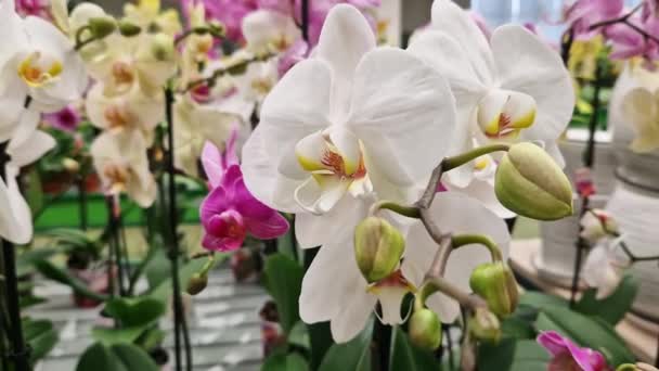 Falaenopsis Flores Orquídea Blanca Cerca Orquídeas Venta Supermercado Floristería Fondo — Vídeos de Stock