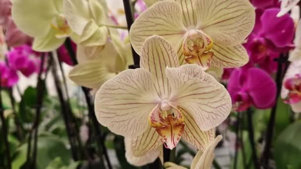 Phalaenopsis Sarı Çizgili Orkide Çiçekleri Kapanıyor Orkideler Süpermarkette Çiçekçide Satılıyor — Stok video