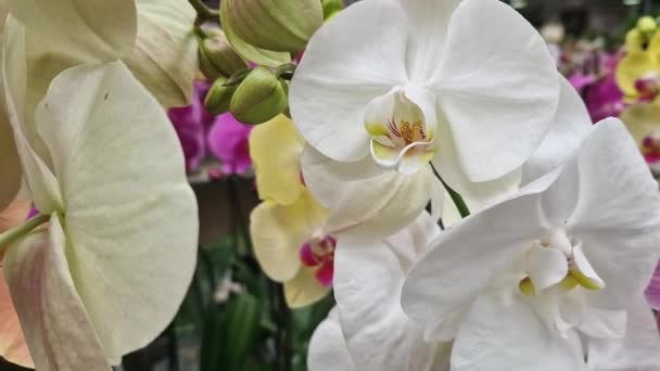 长篇大论 白色兰花闭合在一起 兰花在超市 花店出售 植物的背景 美丽的白花 野生生物 — 图库视频影像